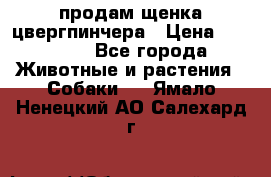 продам щенка цвергпинчера › Цена ­ 15 000 - Все города Животные и растения » Собаки   . Ямало-Ненецкий АО,Салехард г.